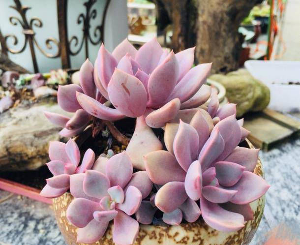  「植物」多肉植物一到夏天就褪色?尝试这种方法,多肉养起来越来越美!