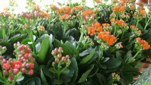  「植物」家中这“2个”地方，让“长寿花”生长非常快，1年花枝包满盆！