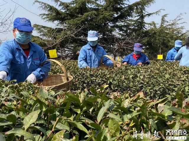  『春茶』时隔六年，正宗崂山明前茶来了！春茶刚开采已定出三成