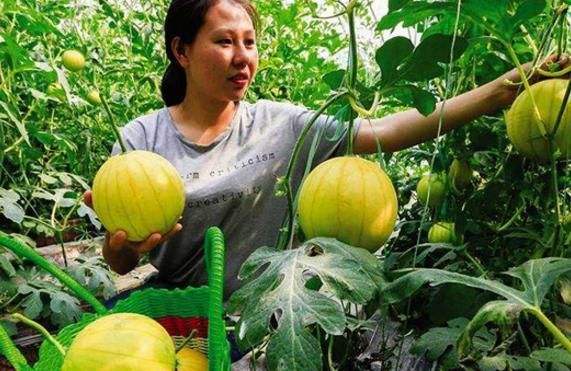 农村种植户种植这个赚钱,黄金西瓜颜色好看味