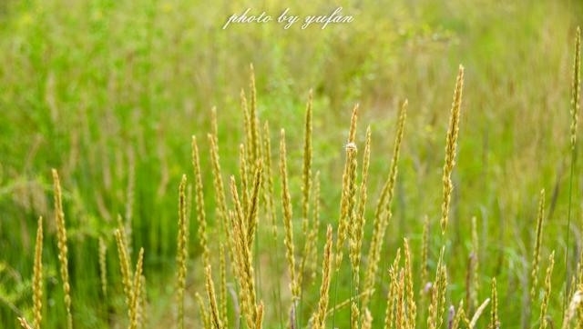 青海茫崖:柴达木盆地的奇迹之城,戈壁滩上的生命绿洲