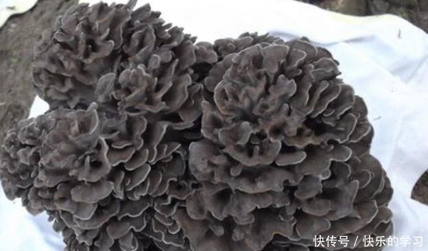 『灰树花』看到树下长着这种“花”,请格外珍惜,晒干后一斤售价上百块!