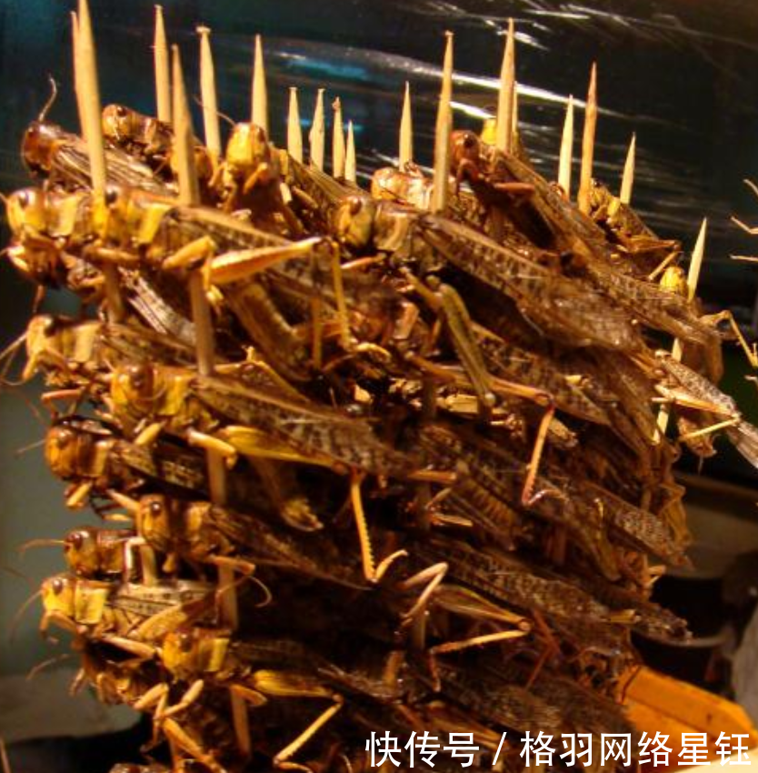  [庄稼]山东发生蝗灾，农民不但不难过还乐开了花抓蝗虫比种庄稼