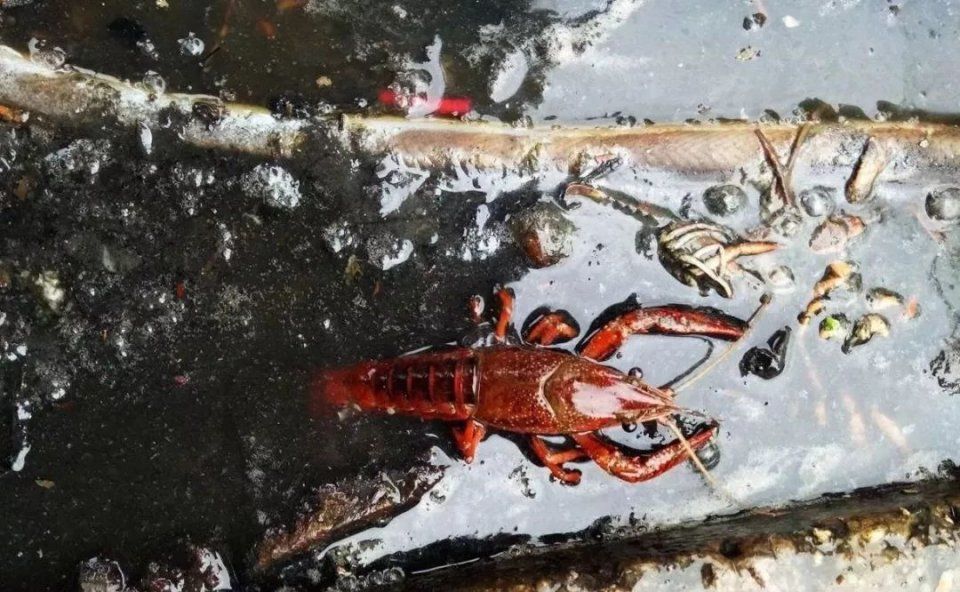 辟谣!!!盘点水产谣言，相信你就输了!