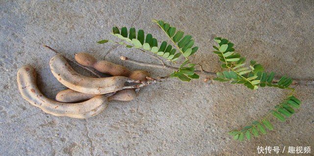 农村一种罕见的野果，10年才结一次果，你吃过吗