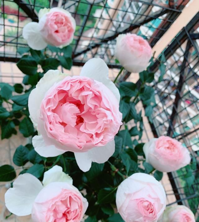  「花期」适合春季种植的花卉有哪些？花期长达300天的花卉品种