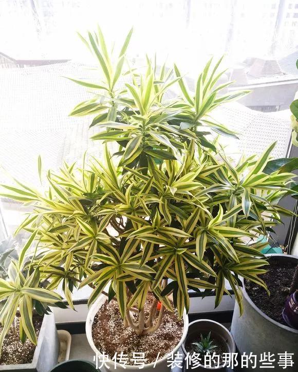  [耐阴]春节养5种能“清空气”的花，耐阴又漂亮，新手也能养得好！