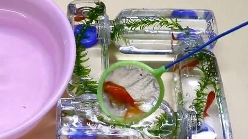  『孩子』连接4瓶塑料瓶，简单改造的东西，大人的孩子们也喜欢！
