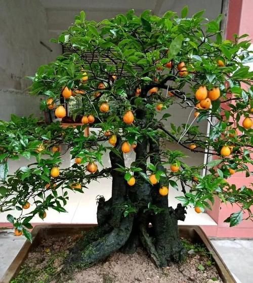  身价：这六种植物越养越值钱，在家养几年，身价翻几倍！你家有几种