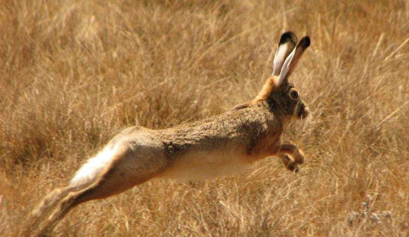  野鸡@在农村，晚上如何捉到野鸡和野兔？