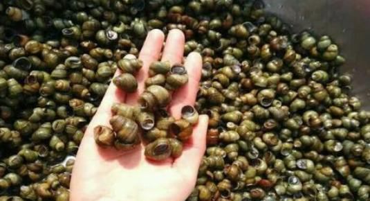  「好主意」种粮食不赚钱怎么办？农村养螺蛳是个好主意，高产螺