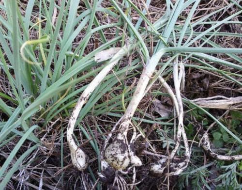  碰到■在山坡、草地上，1种野草根茎珍贵，人称“小根蒜”，碰到别乱挖