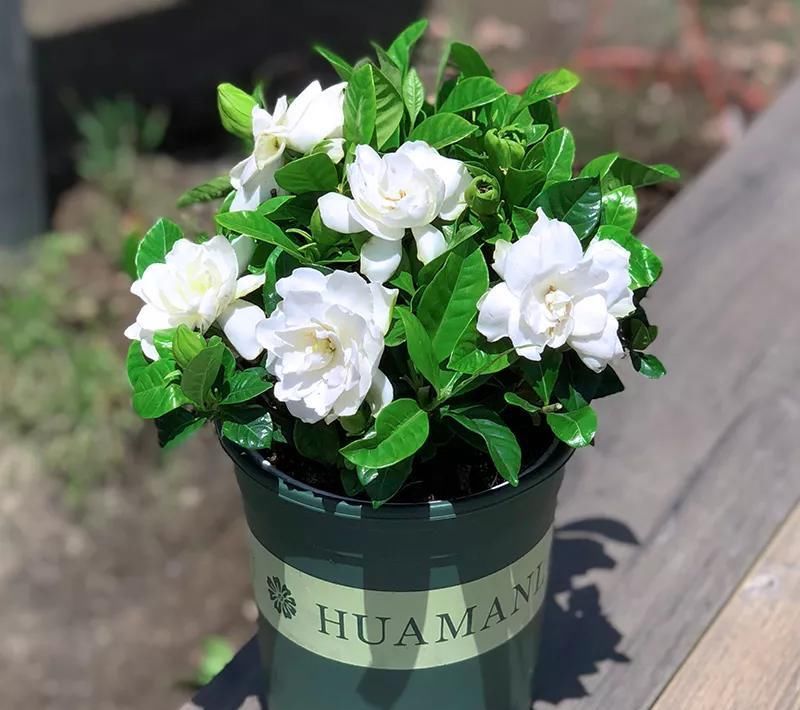 「水里」生活中的小药片,碾碎了丢在水里,用药片水浇花,不黄叶不烂根