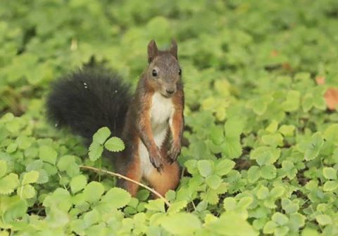 摄影师蹲守颐和园 捕捉松鼠觅食瞬间