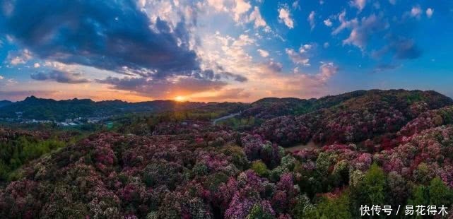  「杜鹃」国家Ⅱ级珍稀濒危物种|花色妖娆的大王杜鹃