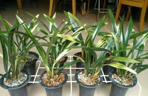  花芽分化期■兰花2年不开花？掐准时机“浇”磷酸二氢钾，花剑嗖嗖长满盆