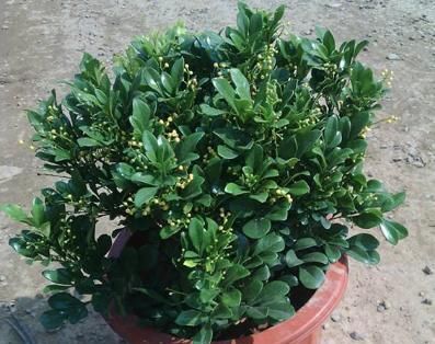  『喜阴喜湿』卫生间异味重？养上这“4种植物”，卫生间摆2-3盆，空气更清新