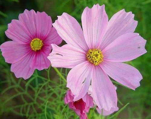  『懒人』适合懒人养的花朵，阳台栽几盆，花开烂漫，越晒花开越多，超美