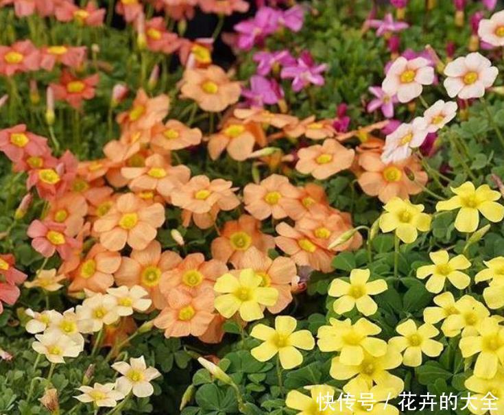  「凤仙花」家里就养“4种花”，沾土就活，不用管也能花开不断，一开200天！