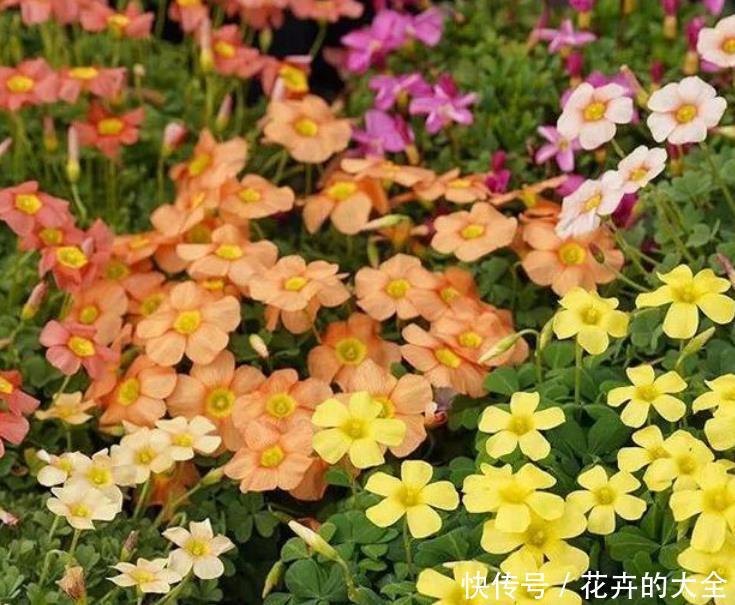 「凤仙花」家里就养“4种花”,沾土就活,不用管也能花开不断,一开200天!