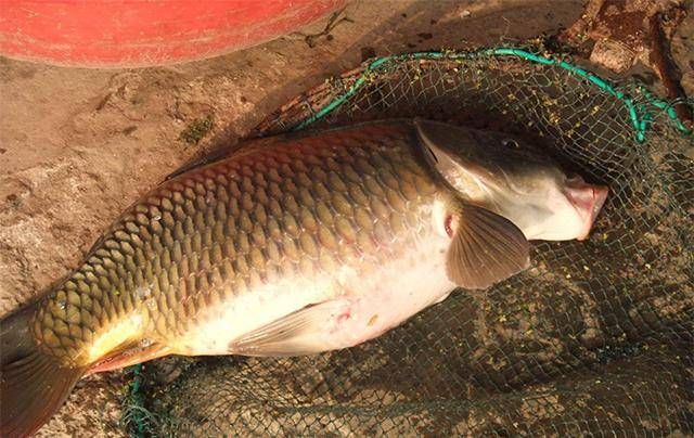  「自制」自制这款棒子面饵料“对付”鲤鱼，鲤鱼纷纷“投降”上鱼钩！