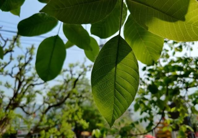 「再次」“旗舰杀手”的再次蜕变 一加8 Pro拍照专项评测