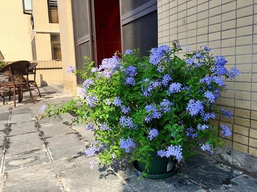  「家里」家里养这几款花，沾土就活，开花200多天，花色柔美靓丽，内敛美