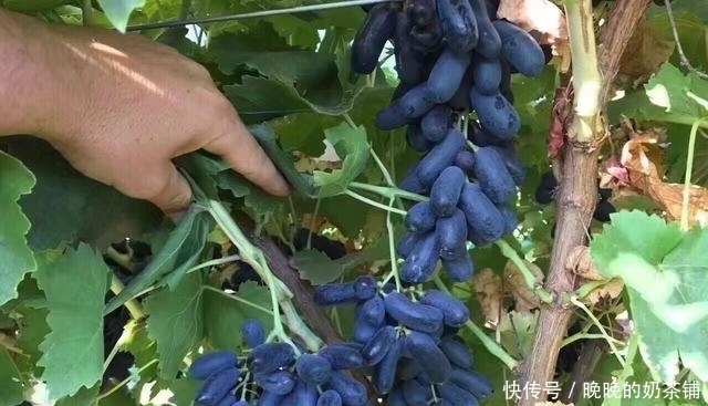  「我国」别种玉米水稻了，此树我国＂独产＂，种2棵收果10麻袋，农民抢着种