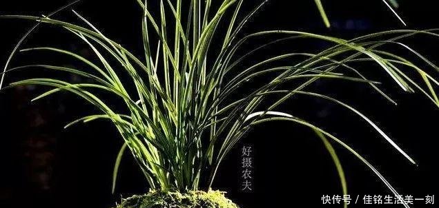  #能力#如何让病后的兰花弱苗复壮怎样才算真正复壮用实例告诉你
