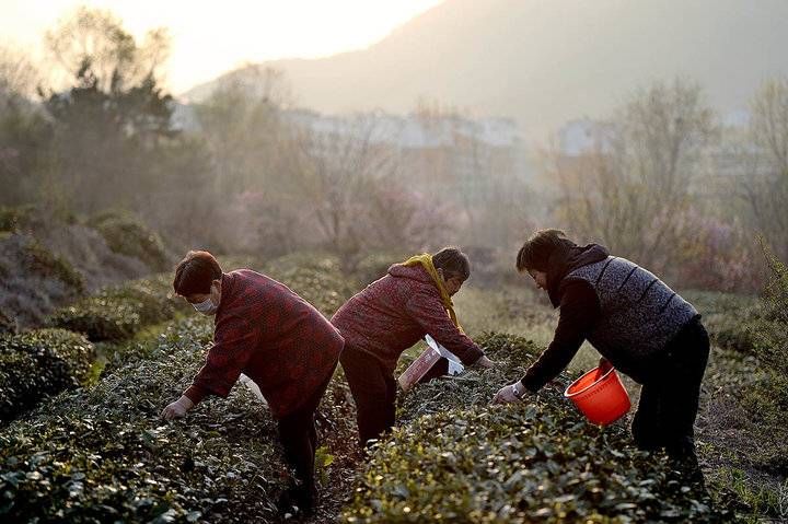  『日照』日照岚山：清明时节好春光，家家户户采茶忙