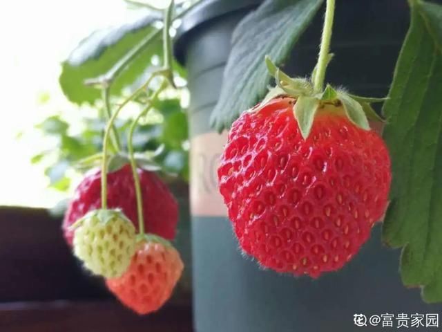  够吃■阳台养这10种菜，长得快、结果多，全家都够吃！
