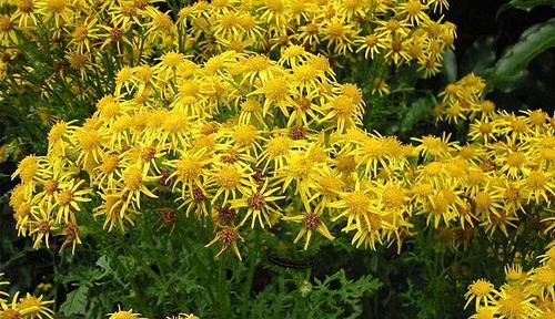 人称@人称“千里光”,过去农民见到就拔掉,孰不知作用大,一斤卖15元