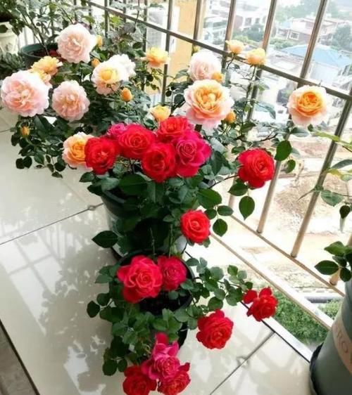  #春天#最适合春天养护的4种花，养上一盆四季欣赏，好养活还不贵