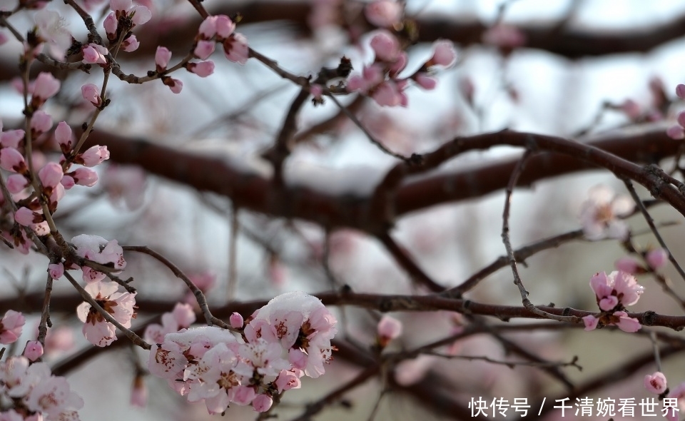 气温大跳水三天换“四季”：东北26℃高温过后连降雪