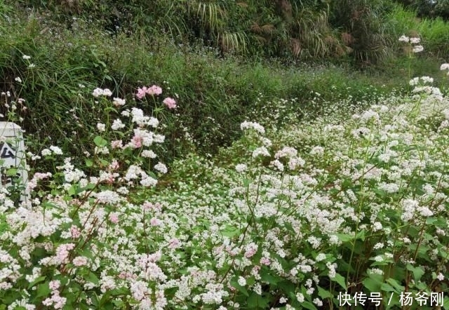  种子：在农村，种此物好赚钱吗？一亩产量能达250斤，还行！