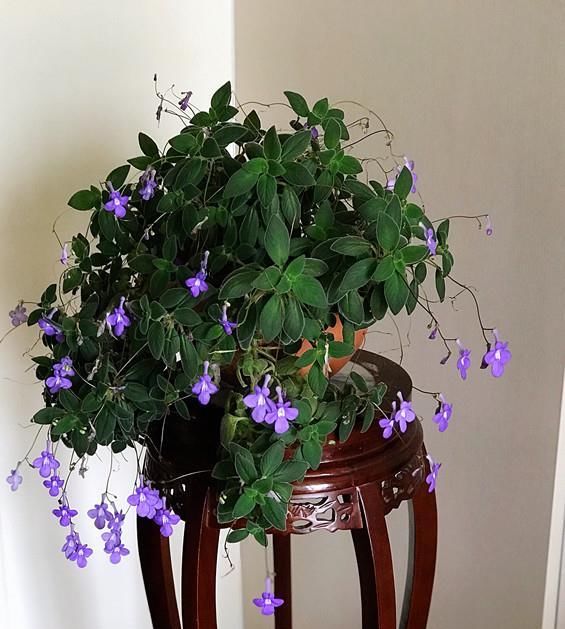  【值得】忘了绿萝吊兰吧，这种盆栽绿植，花叶共赏，开花勤快，更值得拥有