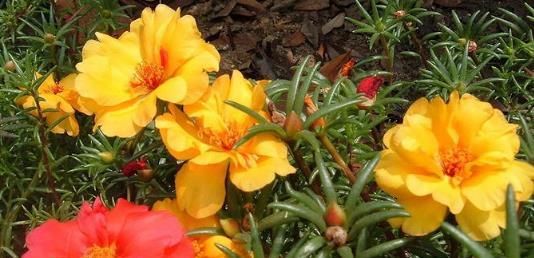 『小花』喜欢在家养殖花卉,就养在几朵小花,优美似莲花,妖娆绚丽,超美