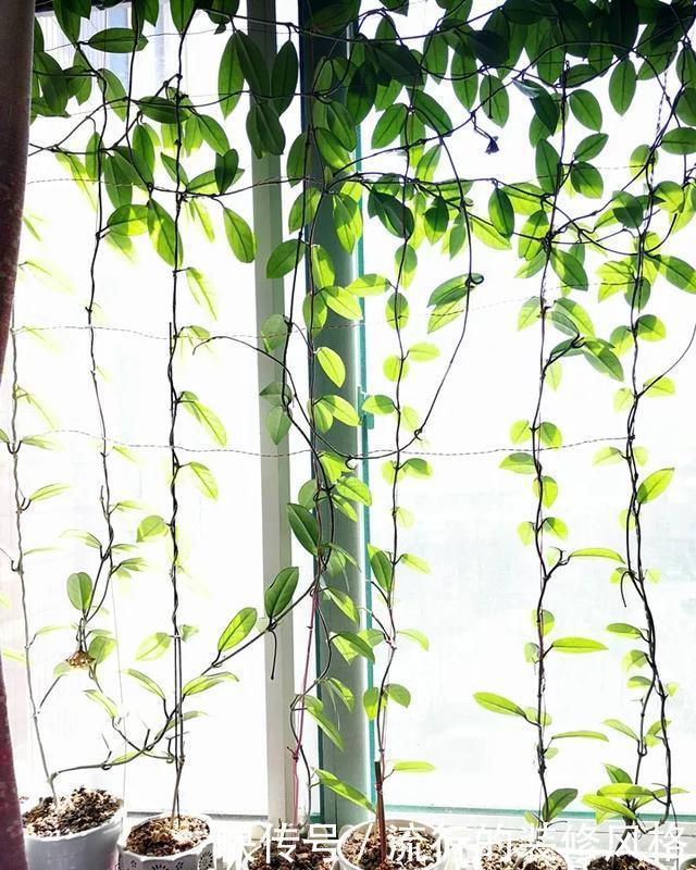  [喜欢]超级耐阴的球兰，养1盆能爬上窗台、房顶，开花比香水还香