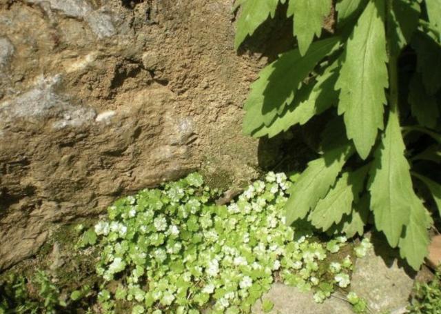 『观赏价值』庭院里,有1种“天胡荽”叶片小,和“黄芪”一样珍贵,请保护