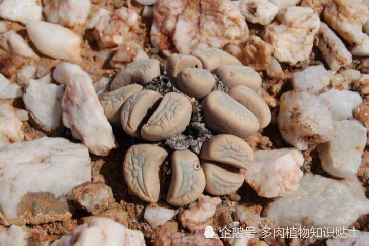  『日常』日常养多肉的小经验，这个春天你可别再发愁多肉怎么养！