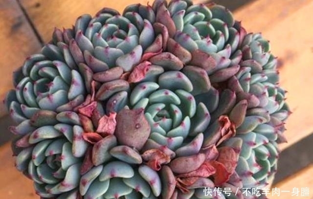  『会晒』多肉植物最喜欢的温度是多少？会晒死吗？大部分多肉不是晒死的