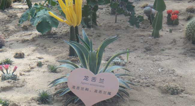  「龙舌兰」龙舌兰和芦荟很像?很多人分不清!