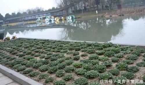  乌塌菜|人称“维他命菜”，11月正当季，亩产3千斤，如今农民却