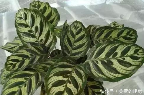  『心叶蔓绿绒』2种花超耐阴，一点散光就爆盆，北阳台也能养得美！