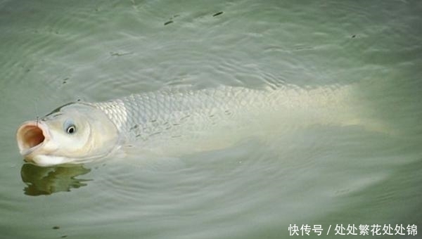 钓法|矶竿滑漂钓法解析:这几大竞争力,让这种钓法成为野钓第一钓法!