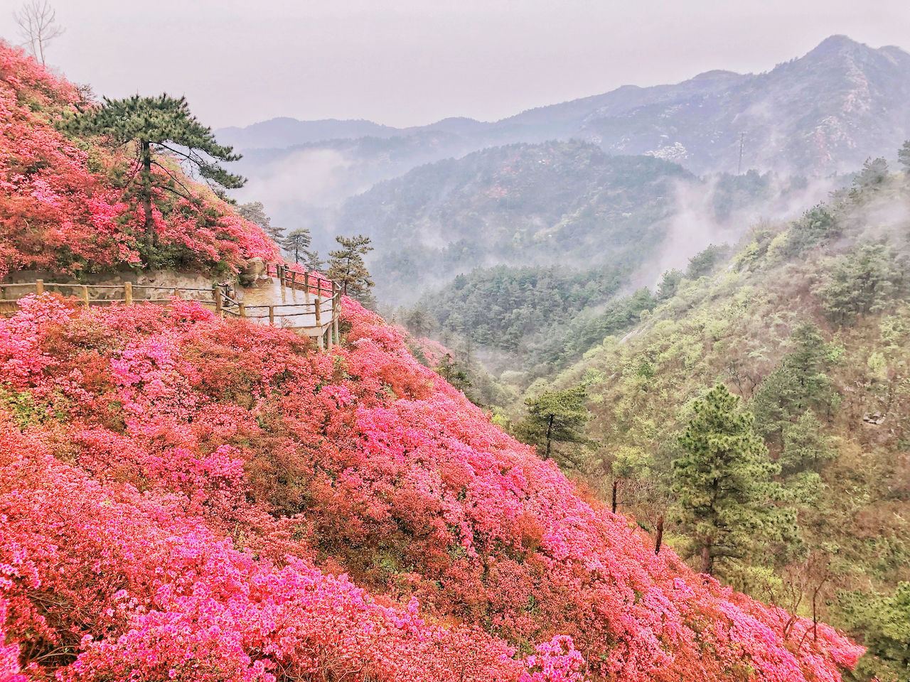 武汉周边游3??丨黄陂赏花和登山徒步，推荐这四个景区必须打卡