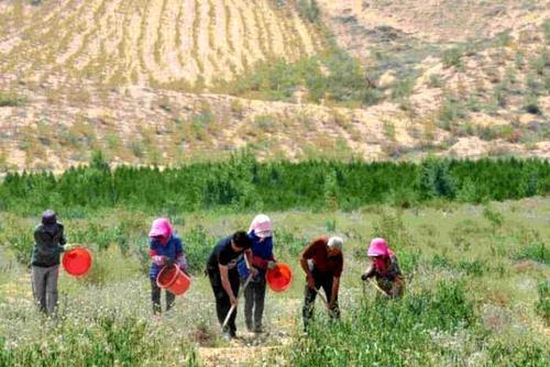 我国这个“最丢人”的沙漠：600多万亩黄沙变成绿洲，被种上土豆