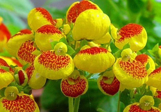 「冬天」冬天开花的荷包花,养护注意3点,不烂根不烂叶,花开满盆