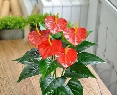  [纳财]?它花姿奇特美妍，叶片油绿，花色红艳，招福又纳财