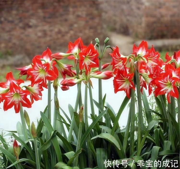  『合种为一』花卉种植技术种植对对红如何进行繁殖，和有效的养护技巧